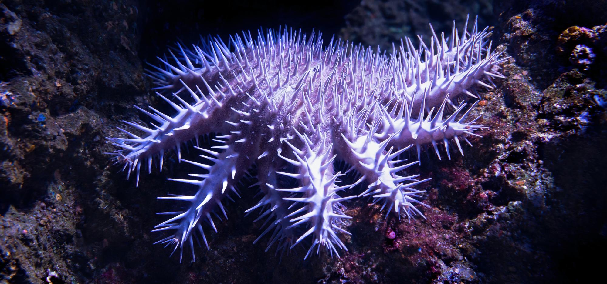 Purple coloured sea star in the ocean 