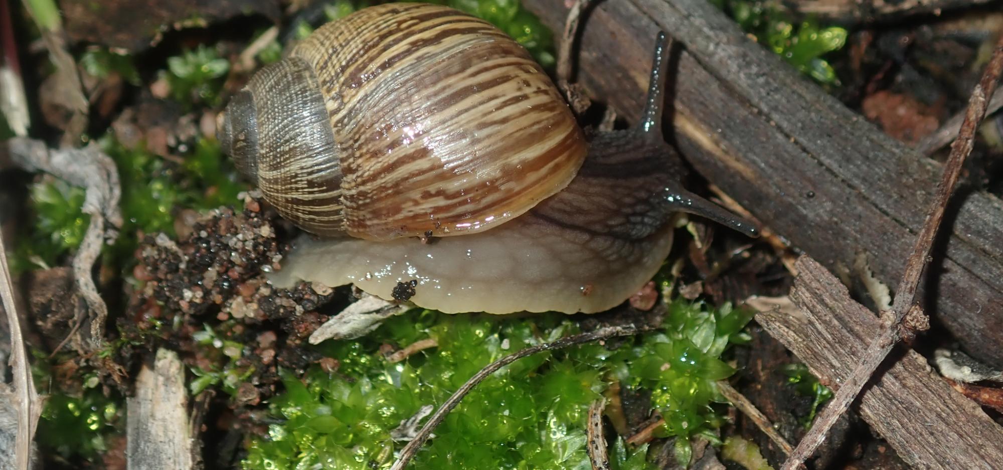 This image show a close up of an endemic land snail called a Bothriembryon