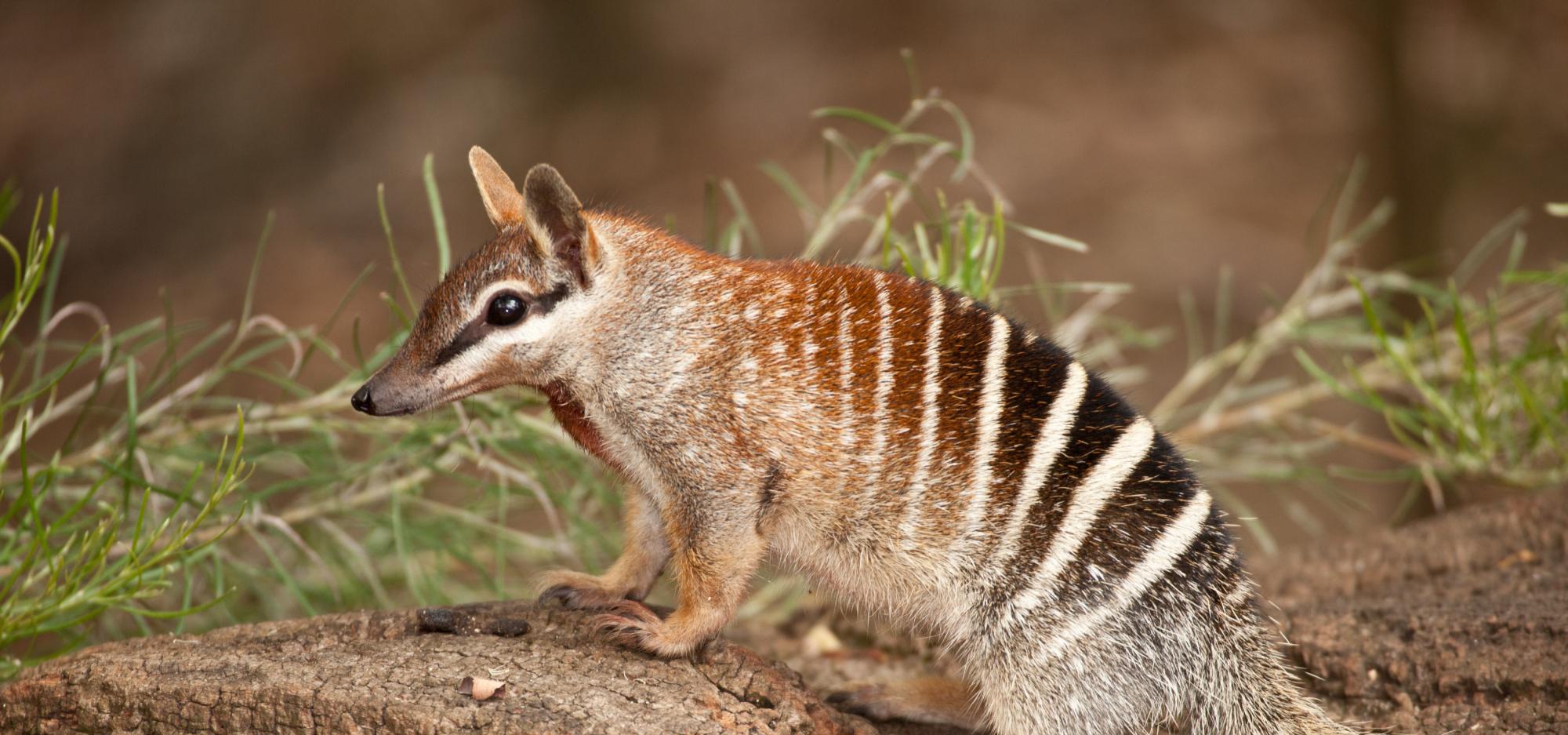 A numbat stands on a fallen tree trunk, with leaves and branches in the background