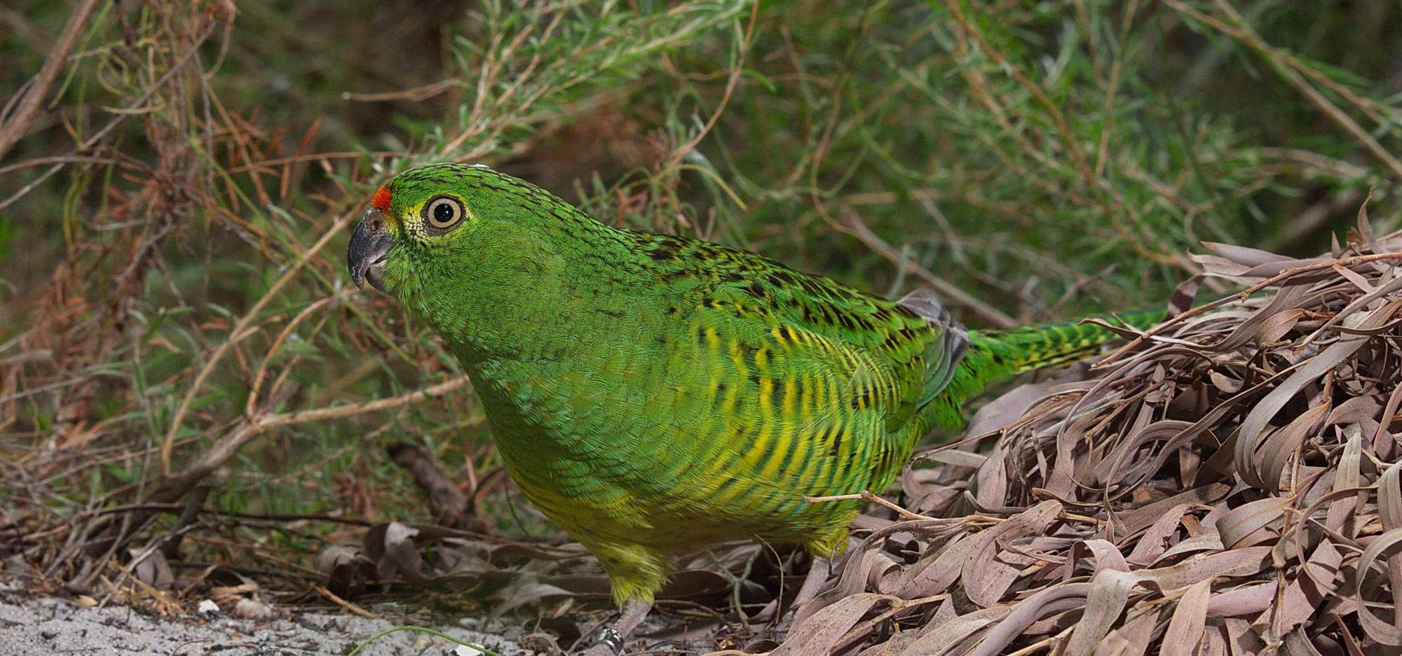 A western ground parrot sitting on some fallen leaves in daytime