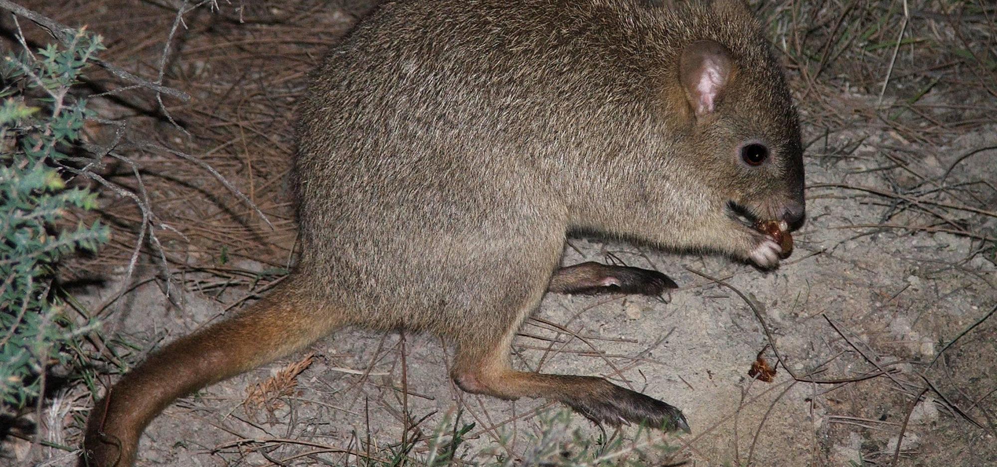 A woylie sitting on the ground eating at night