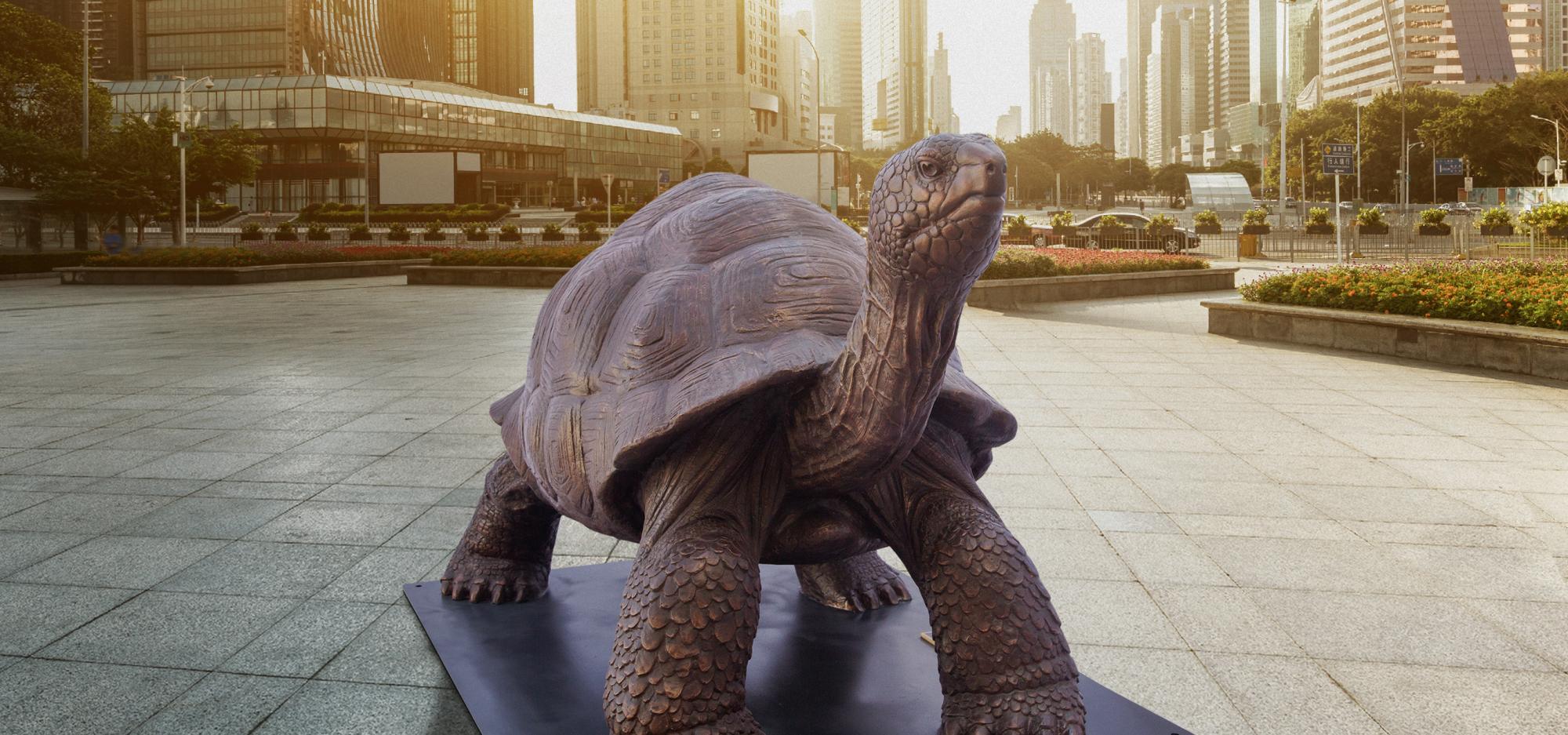 Wild Baby Giant Tortoise set against a city backdrop