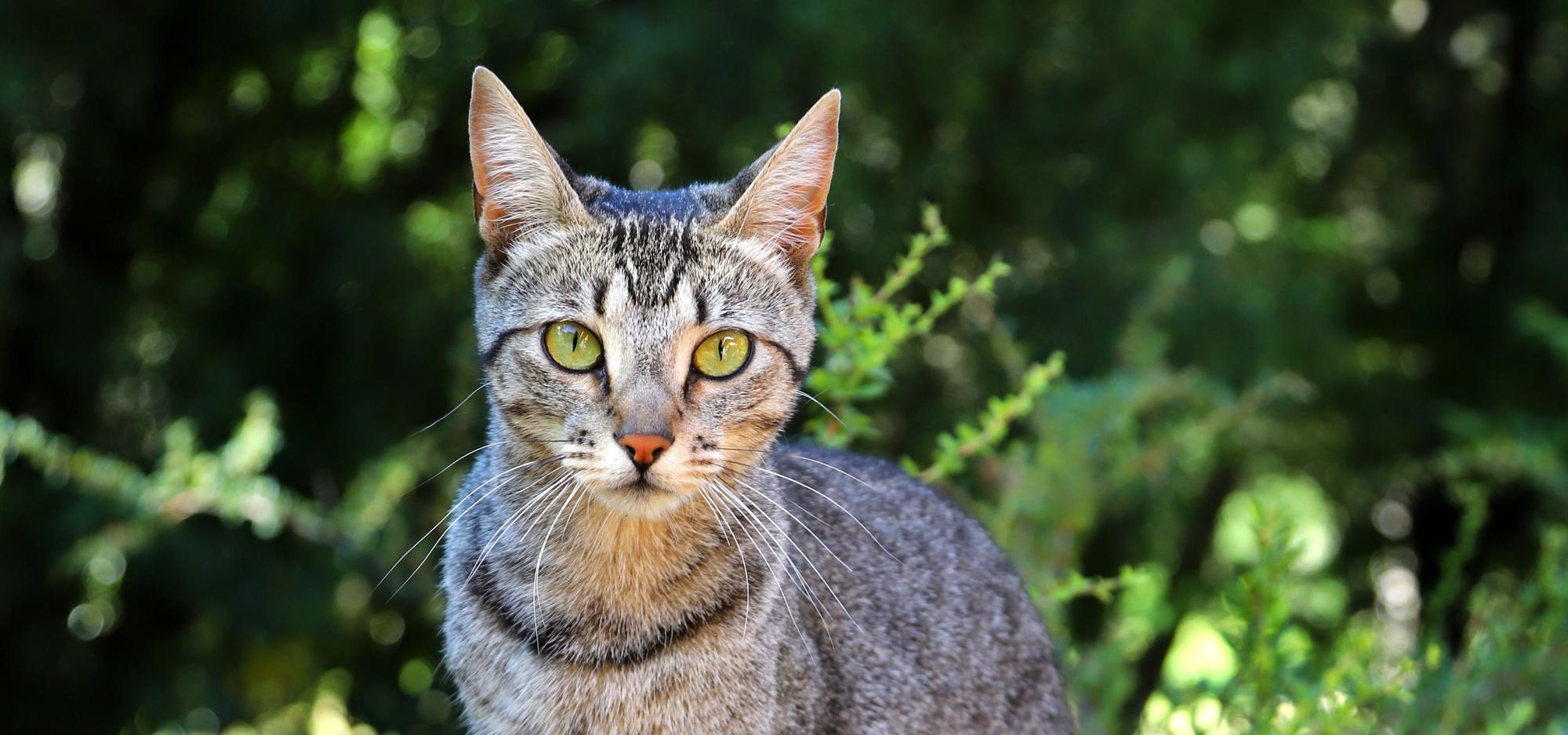A short haired tabby cat sits on a wooden fence surrounded by green foliage and leaves as though in a garden. It stares into the camera with an almost-human gaze