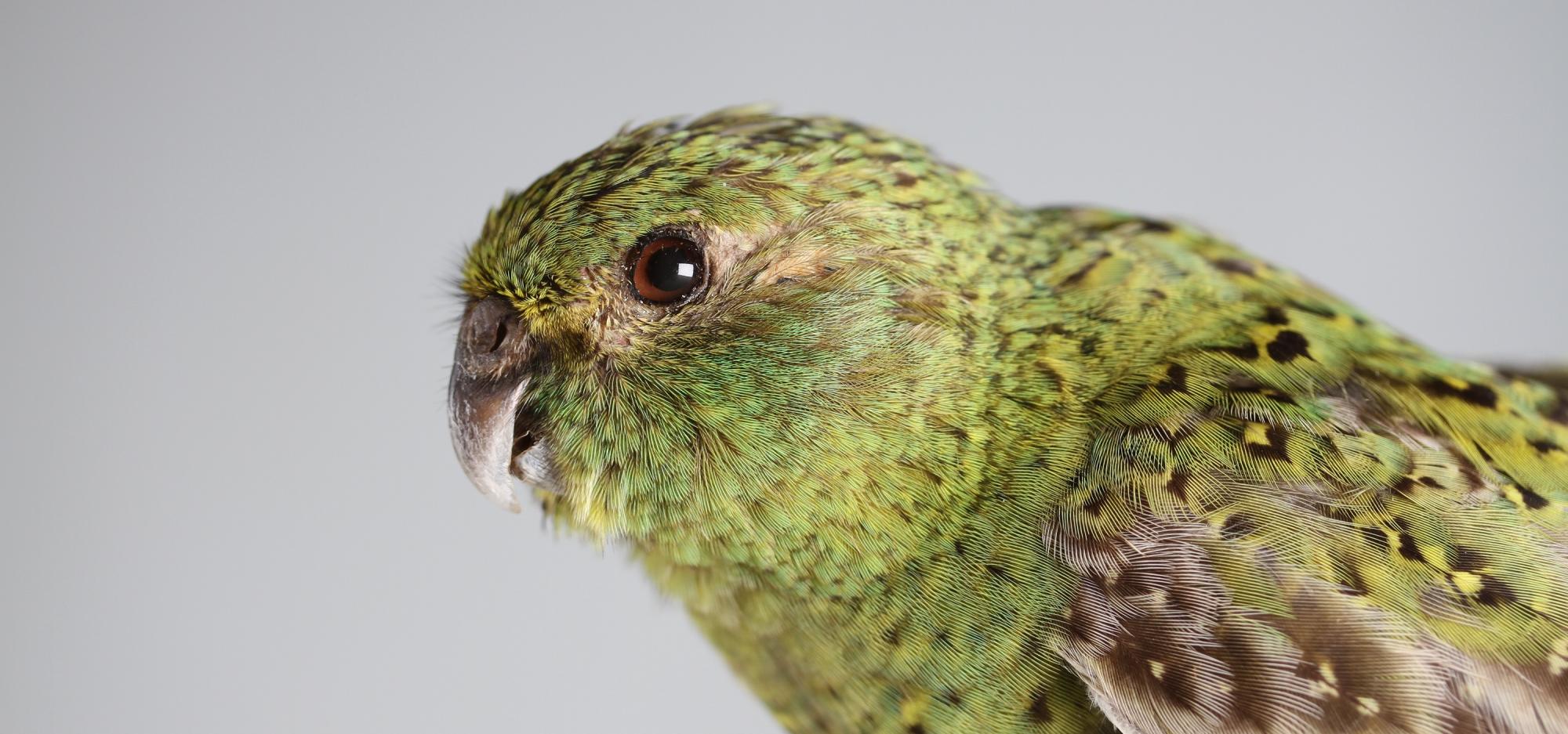A close up on the head and shoulders of a small green night Parrot bird which is decorated with vividly coloured green and yellow feathers with brown accents. It opens its beak slightly as if it's alive and stares at the camera with a deep brown eye