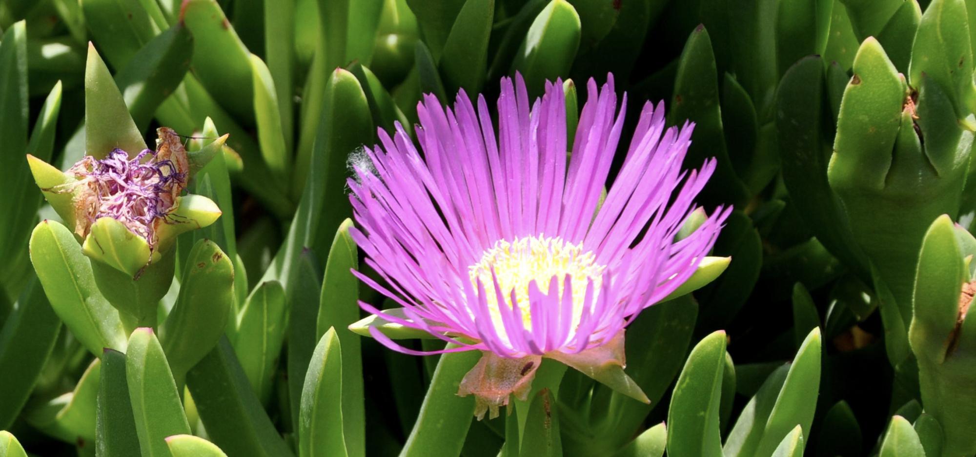 A vividly purple Pigface flower in a bush of thick green leaves