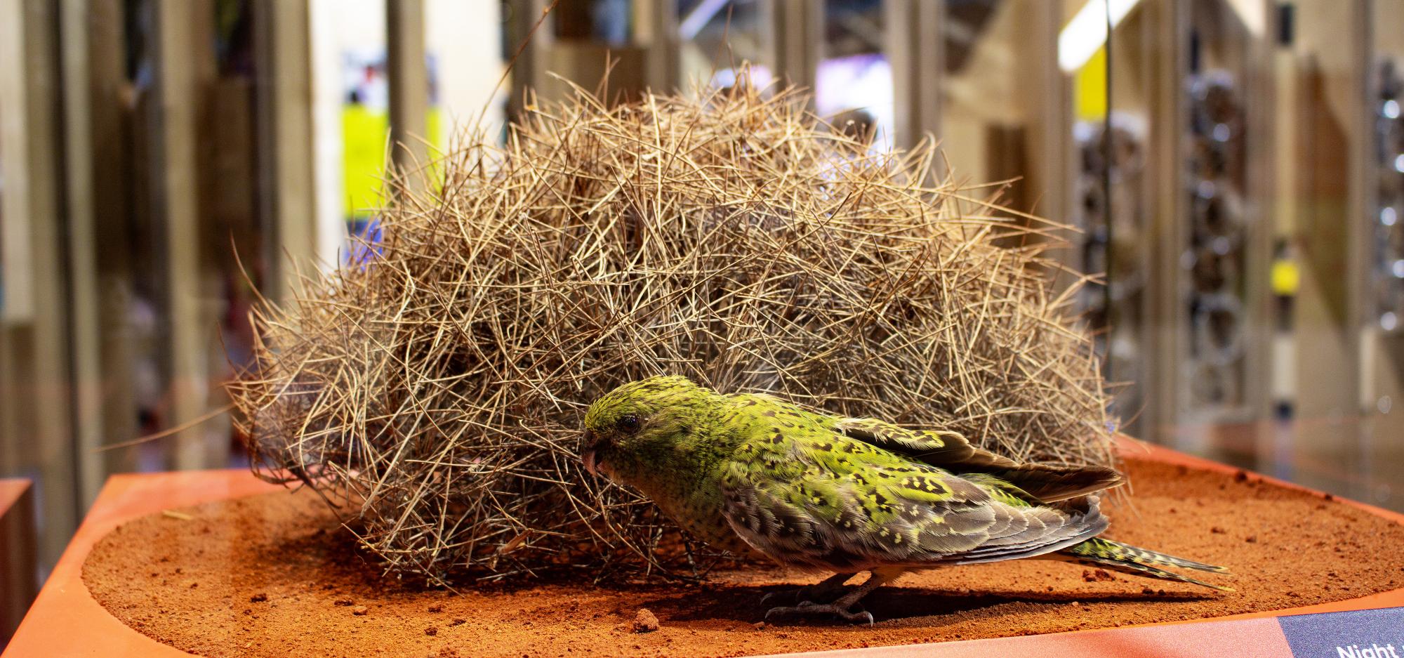 A taxidermy night parrot specimen in a showcase at the WA Museum. It has vivid green and yellow feathers with brown detailing and sits on red sand in front of a bush of spinifex