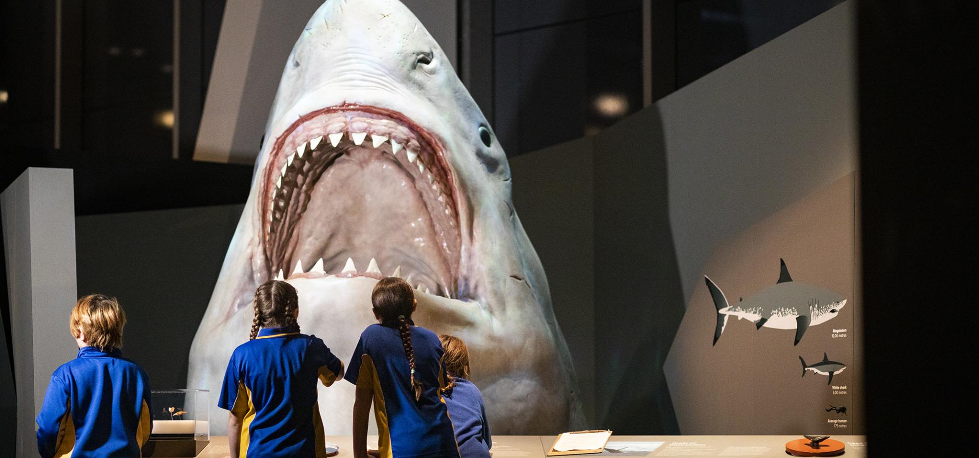 Children observing a shark exhibit