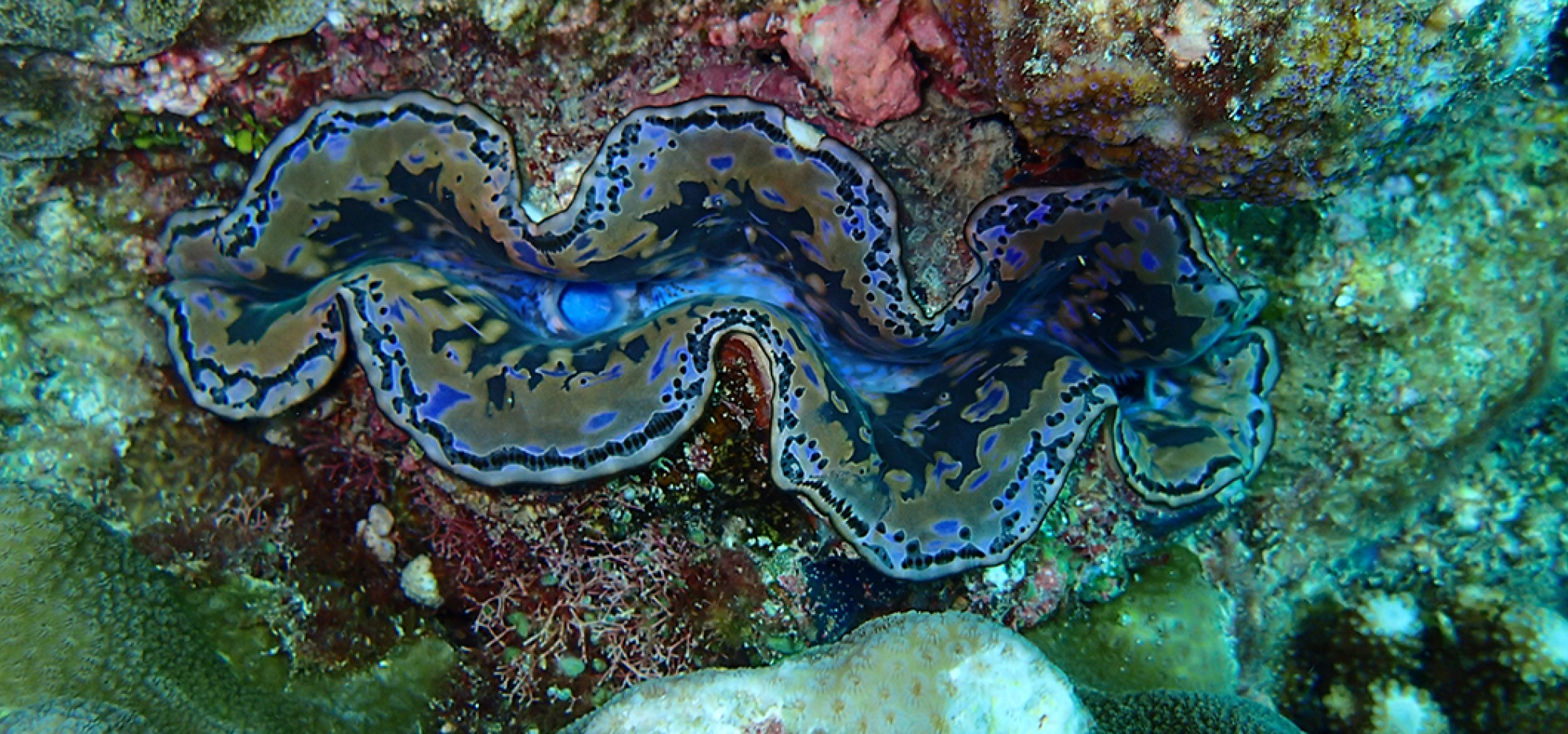 A blue clam surrounded by rock and coral