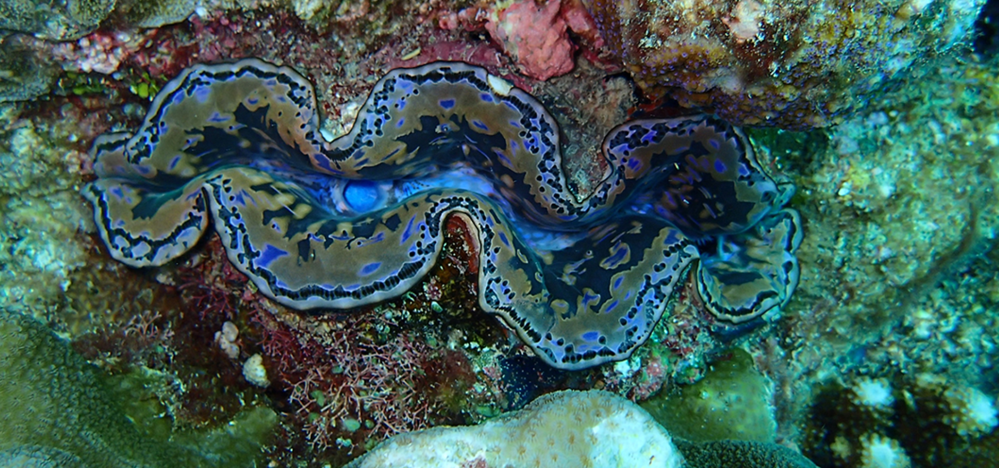 A blue clam surrounded by rock and coral