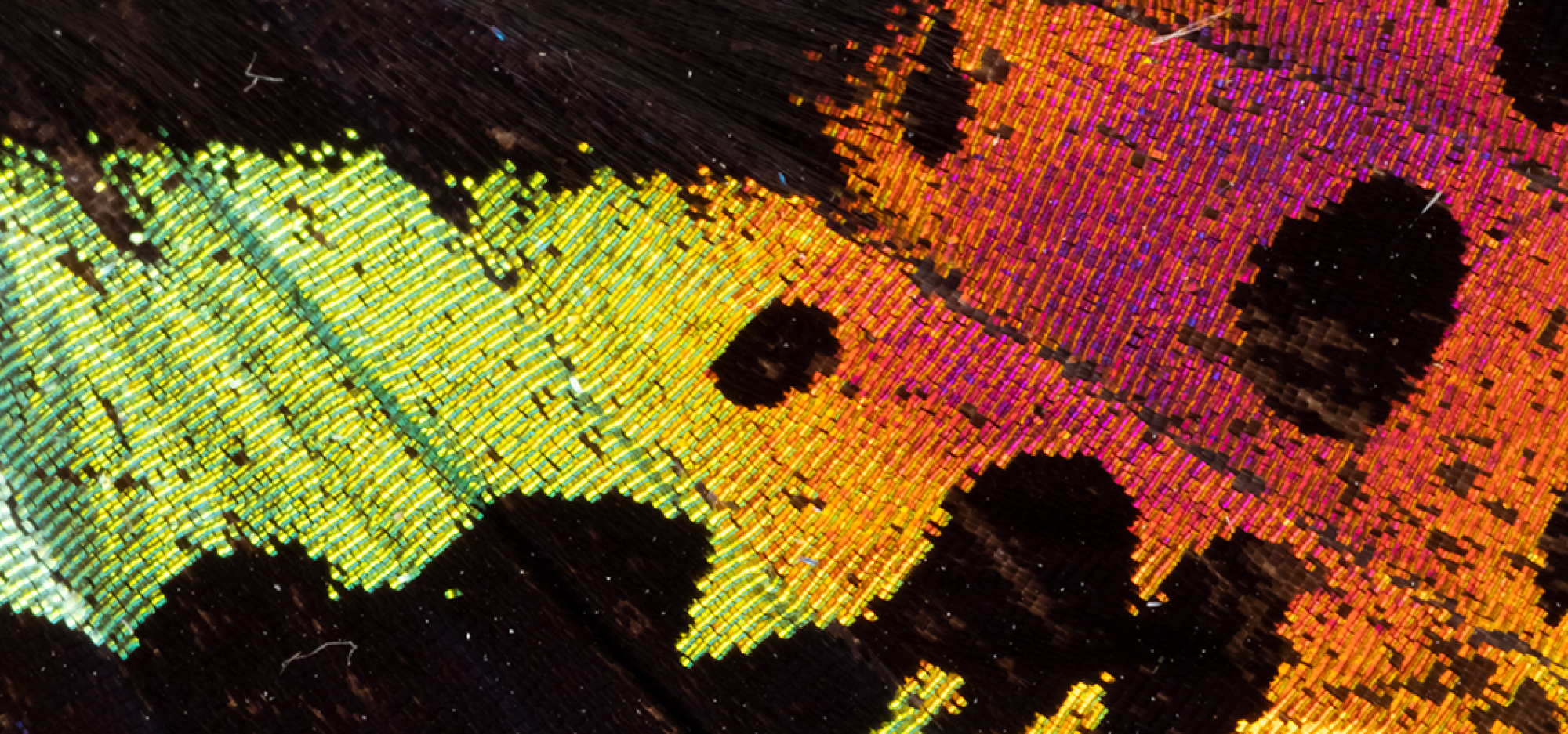 Close up image of a colourful butterfly wing with black splotches