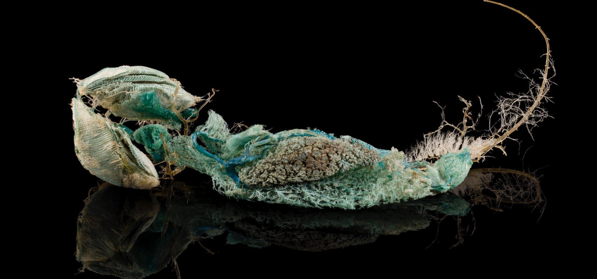 Organic form resembling a shark with turquoise and green textures against a black background.