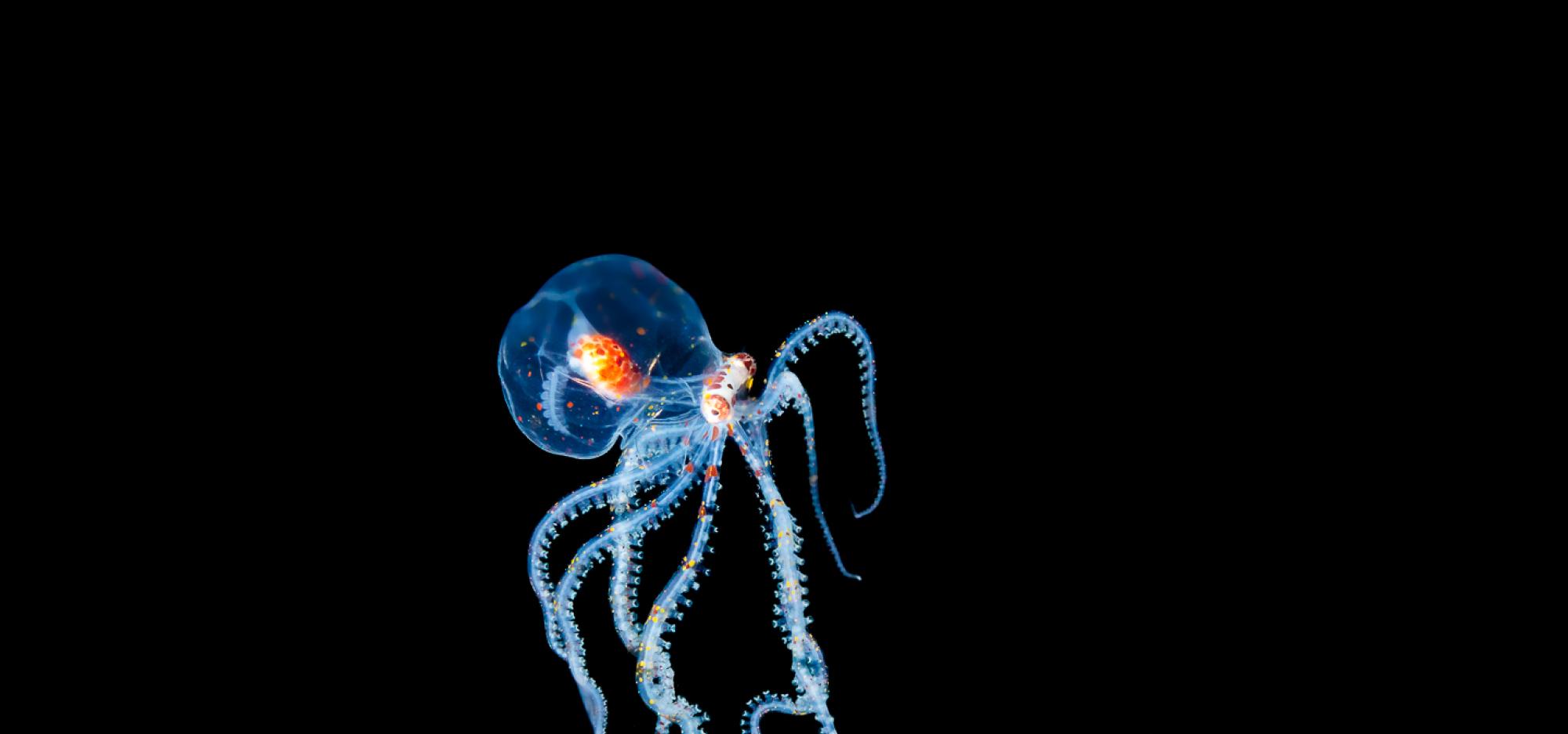 a transparent sea creature in dark water