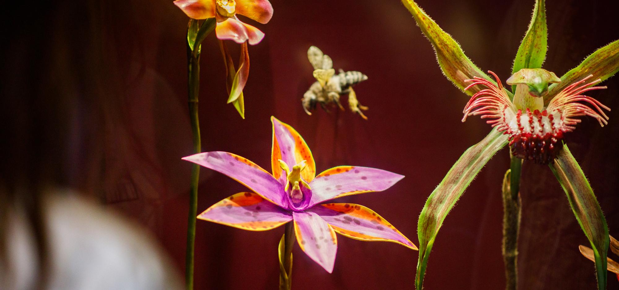 A person examining large models of Australian orchids in a museum showcase