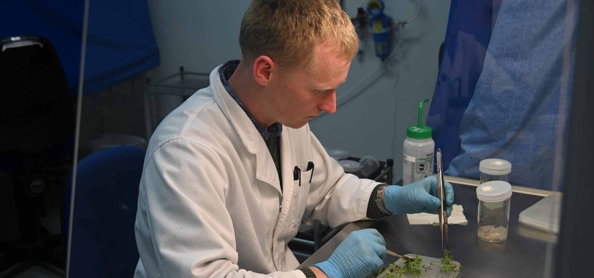 Image shows a scientist from Kings Park undertaking tissue culture work. They have a