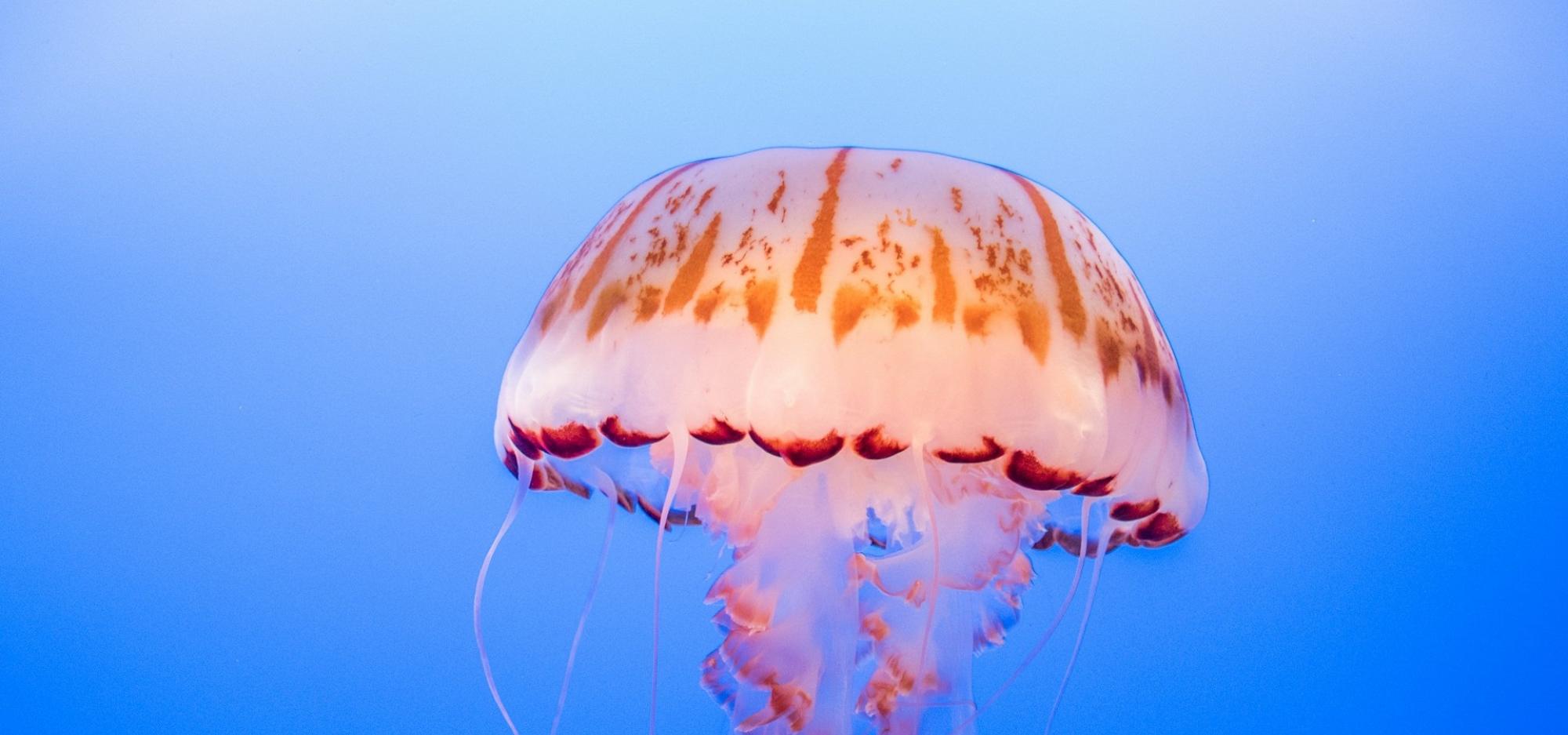 Image shows a large orange coloured jellyfish in the ocean. It has a number of long tentacles hanging below . The colour of the ocean in the background is a clear, bright blue.