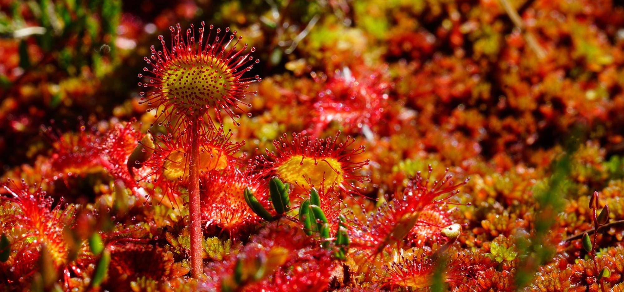 Close‑up of a red and yellow sundew plant with glistening sticky tentacles growing among moss and other vegetation