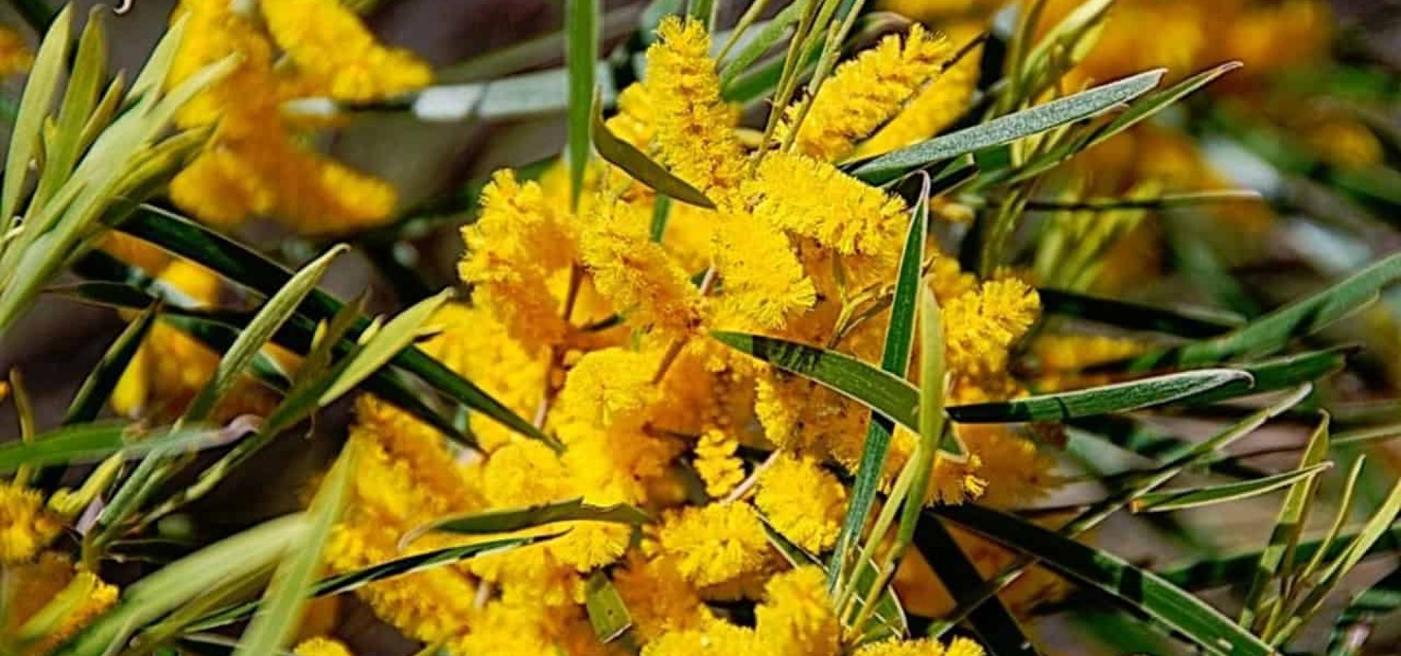 Branches of bright yellow raspberry jam wattle with deep green leaves