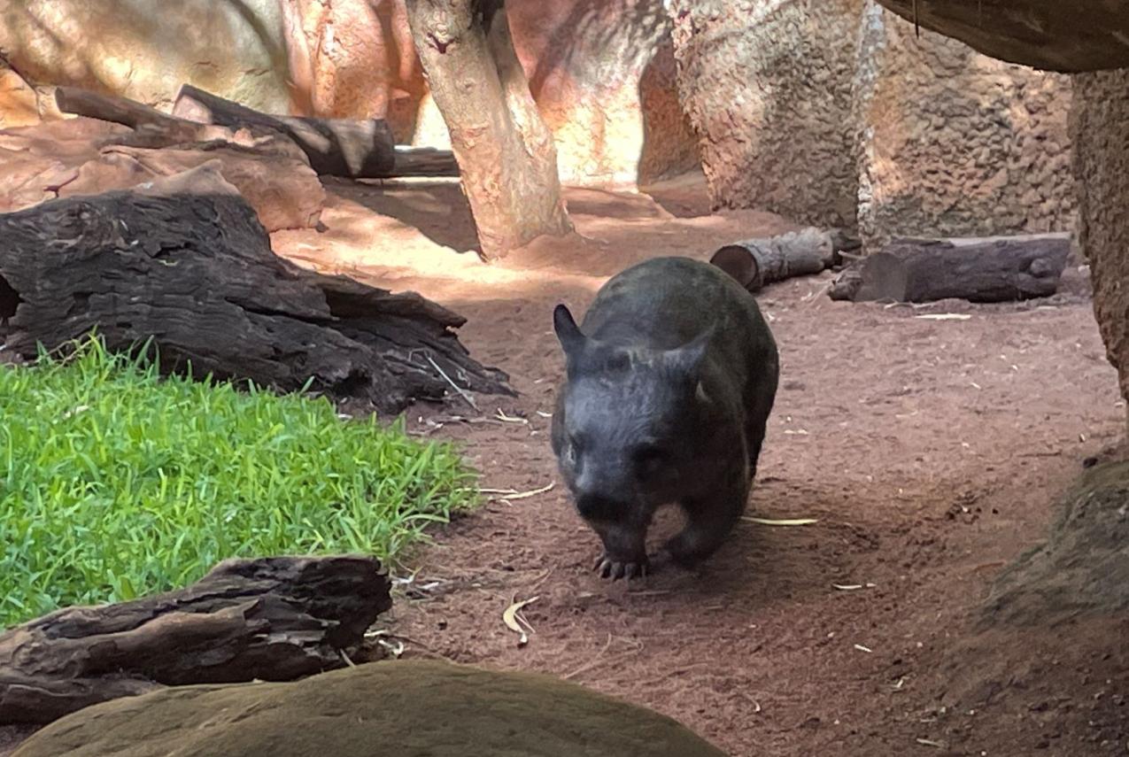 Wombat is walking inside an enclosure at Perth Zoo. It is surrounded by tree trunks, green grass and sand. 