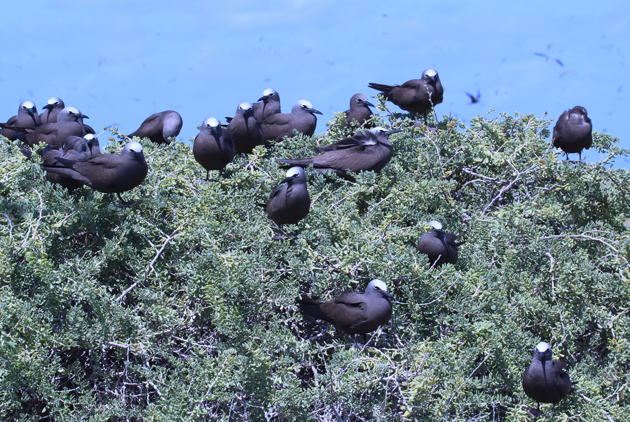Dark-bodied sea birds with white heads nest in a brushy tree