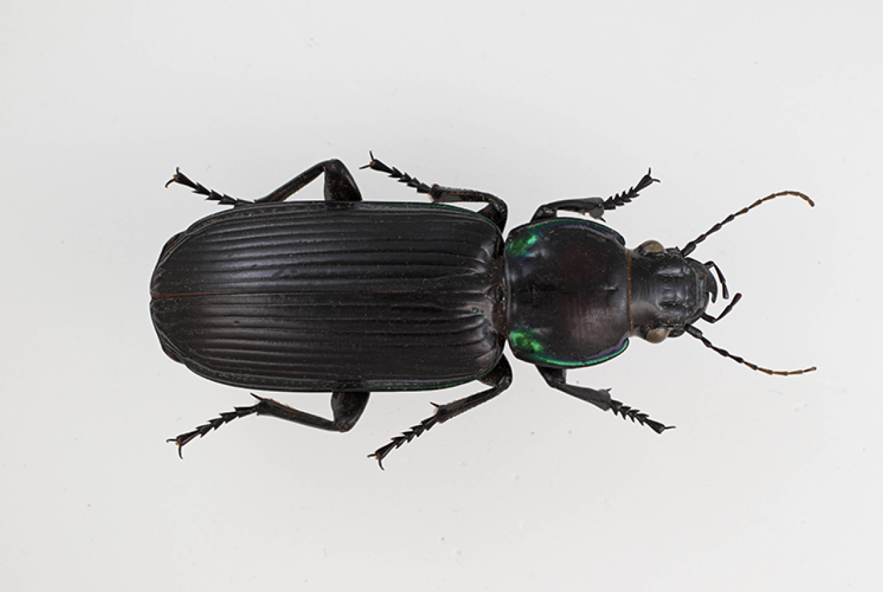Overhead close-up of a black ground beetle with iridescent green highlights on its thorax. The beetle is displayed against a plain white background.
