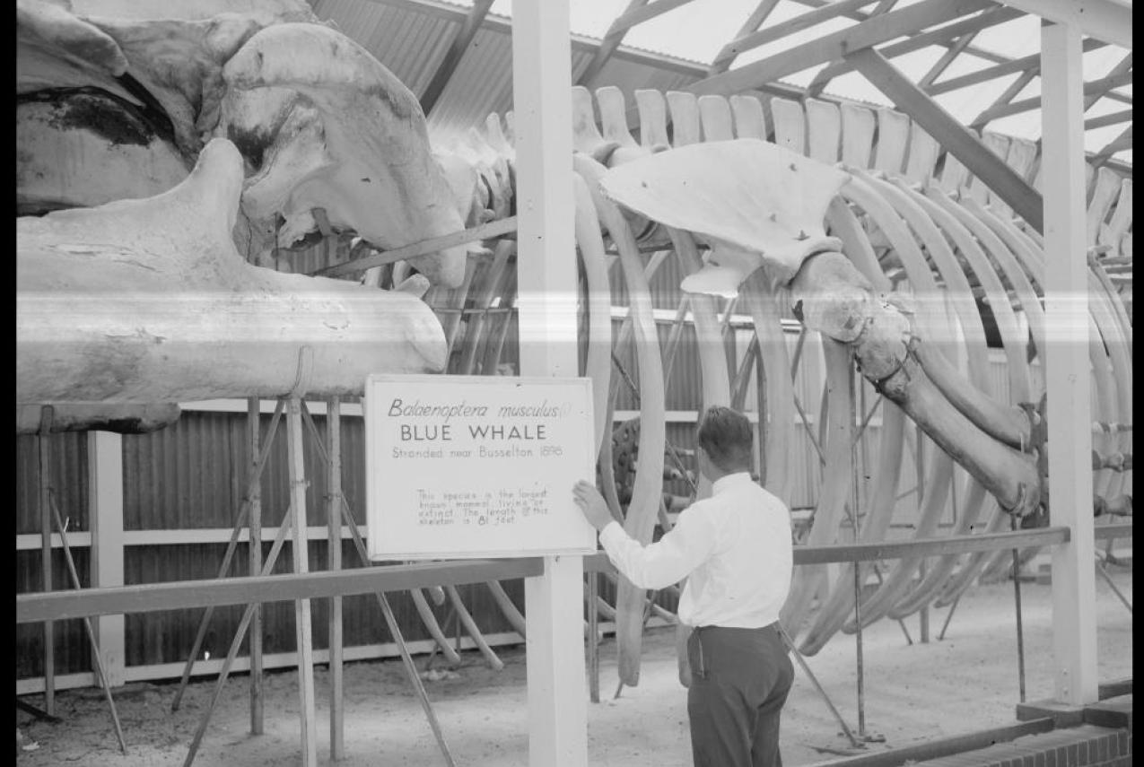 Man observing a large blue whale skeleton in a covered display area. A sign reads 'Balaenoptera musculus (L) BLUE WHALE Stranded near Busselton 1898  This species is the largest animal that has ever lived attaining a length of over 90ft.'