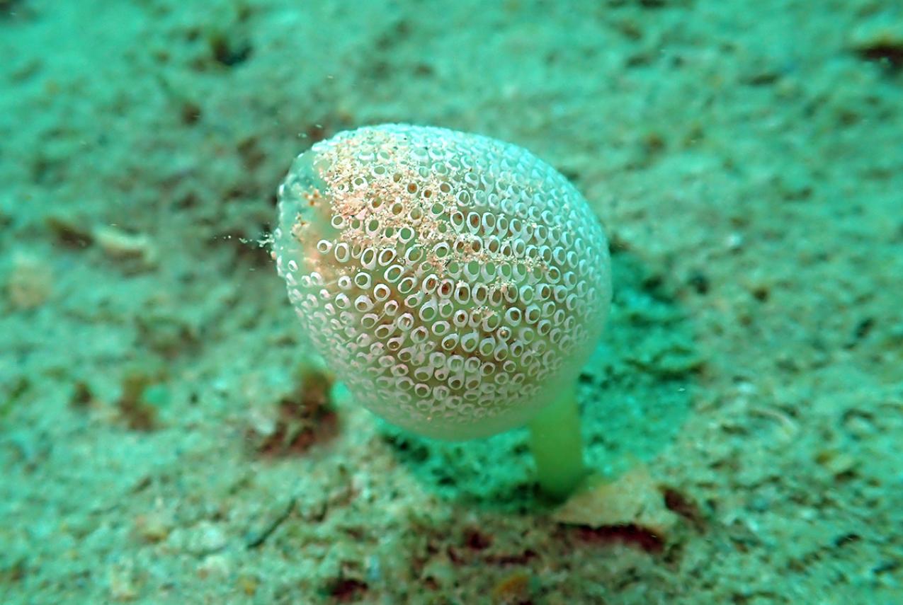 Photo of a white sea squirt, with a porous texture, lying on the ocean floor
