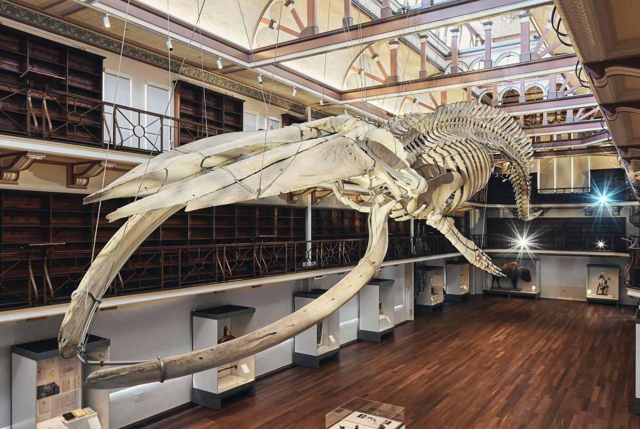 Otta skeleton hanging in Hackett Hall