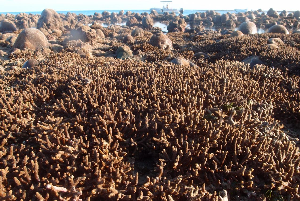 Acropora aspera exposed at low tide on the fringing reef at North Maret Island, Bonaparte Archipelago.