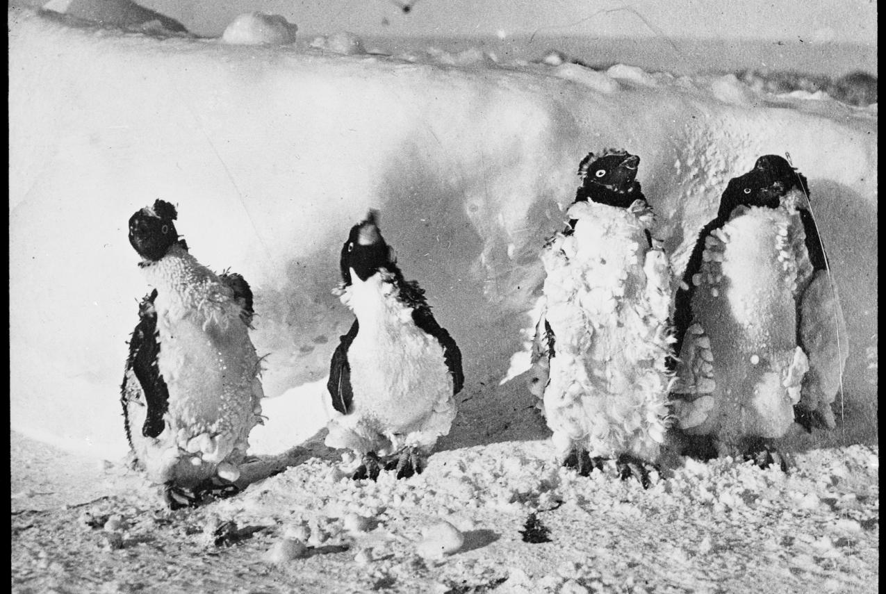 Four moulting penguins standing in a line