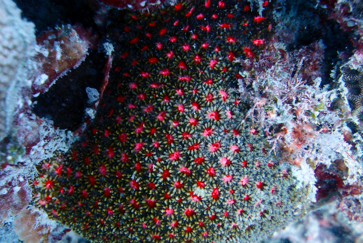 Astrea annuligera