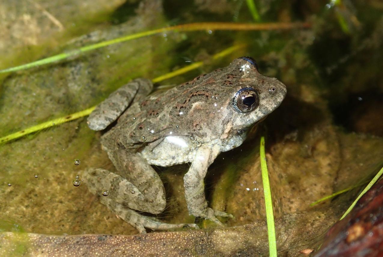Bleating froglet (Crinia pseudinsignifera) in water