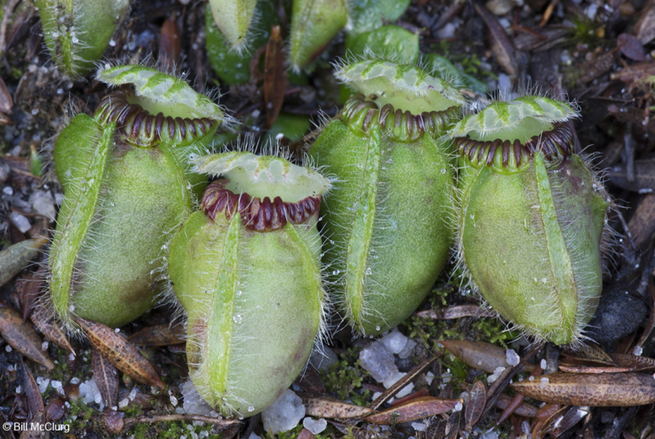 Botanical category finalist ‘Albany pitcher plant’ by Bill McClurg of Western Australia.