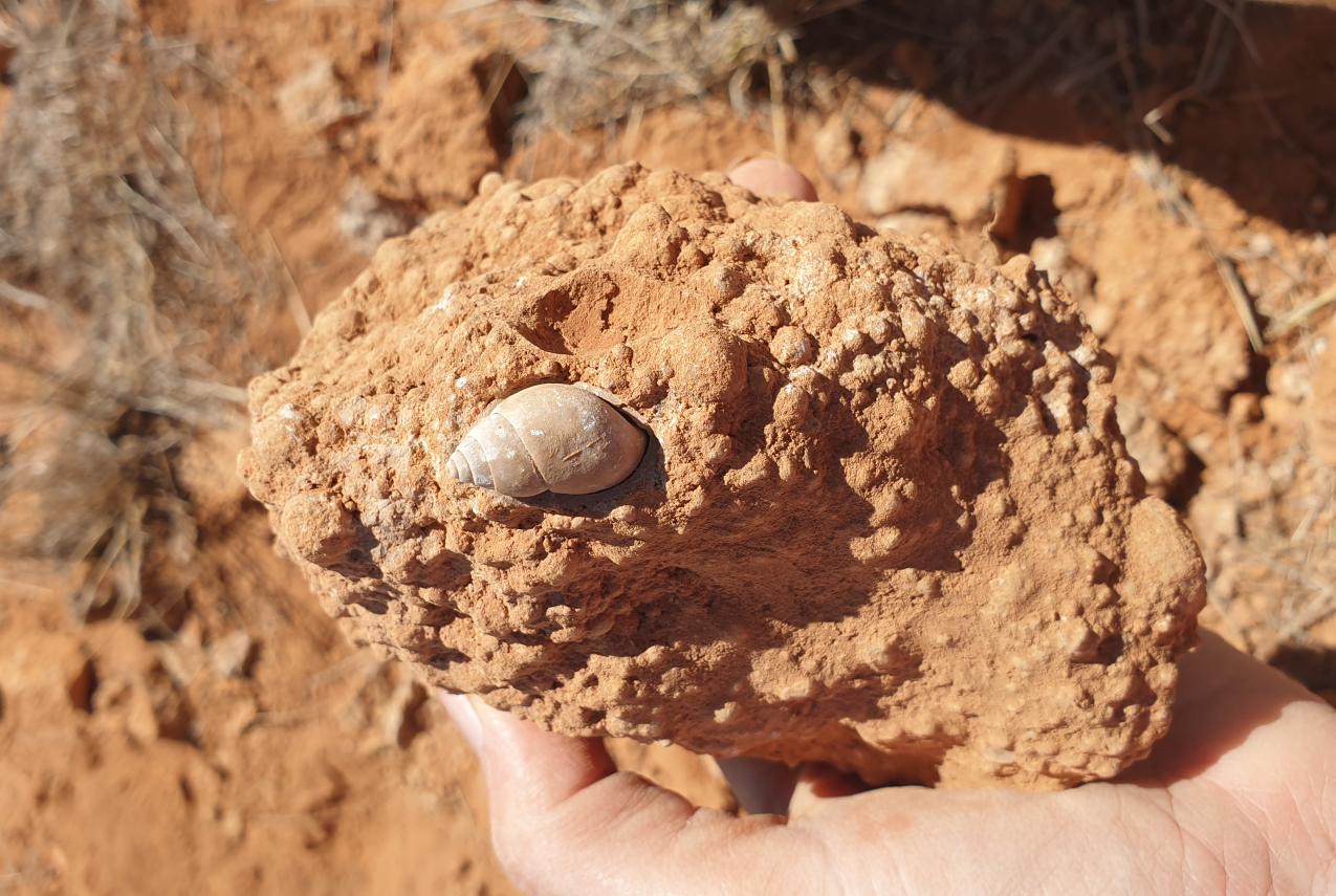 A Hand holds a rock containing the fossilised Bothriembryon pilkiensis