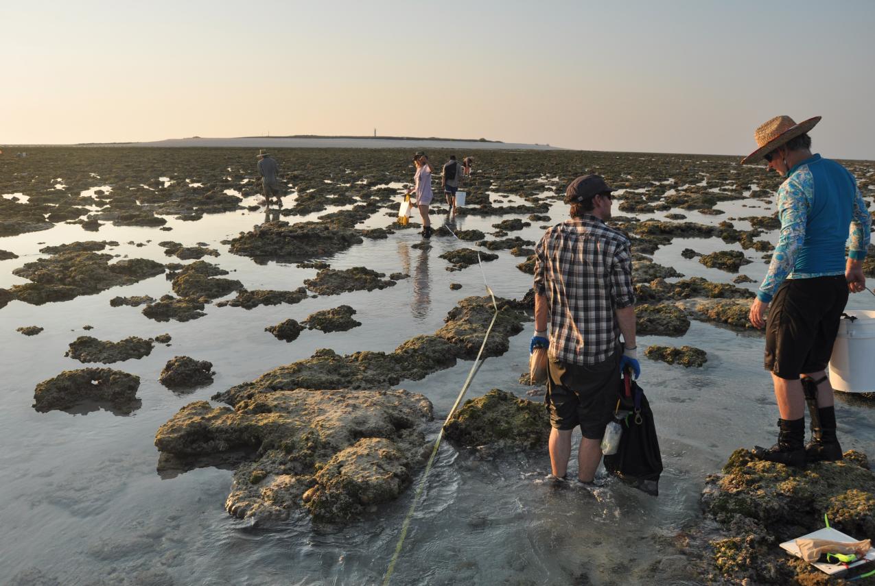 Two scientists performing a survey of reef flats in the Kimberley