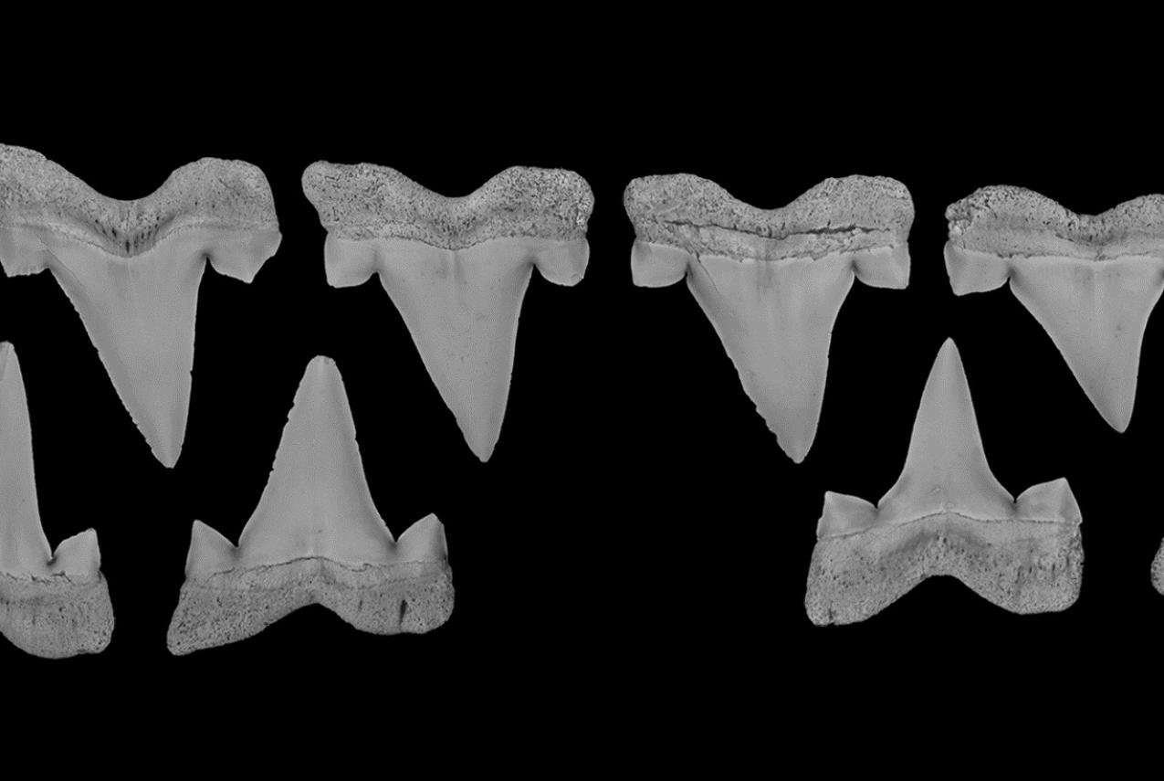 A series of ancient shark teeth assembled in a line