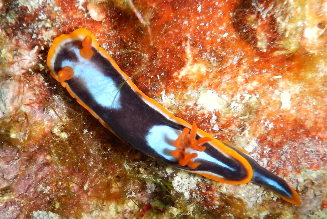Mimic sea slug, Chromodoris colemani
