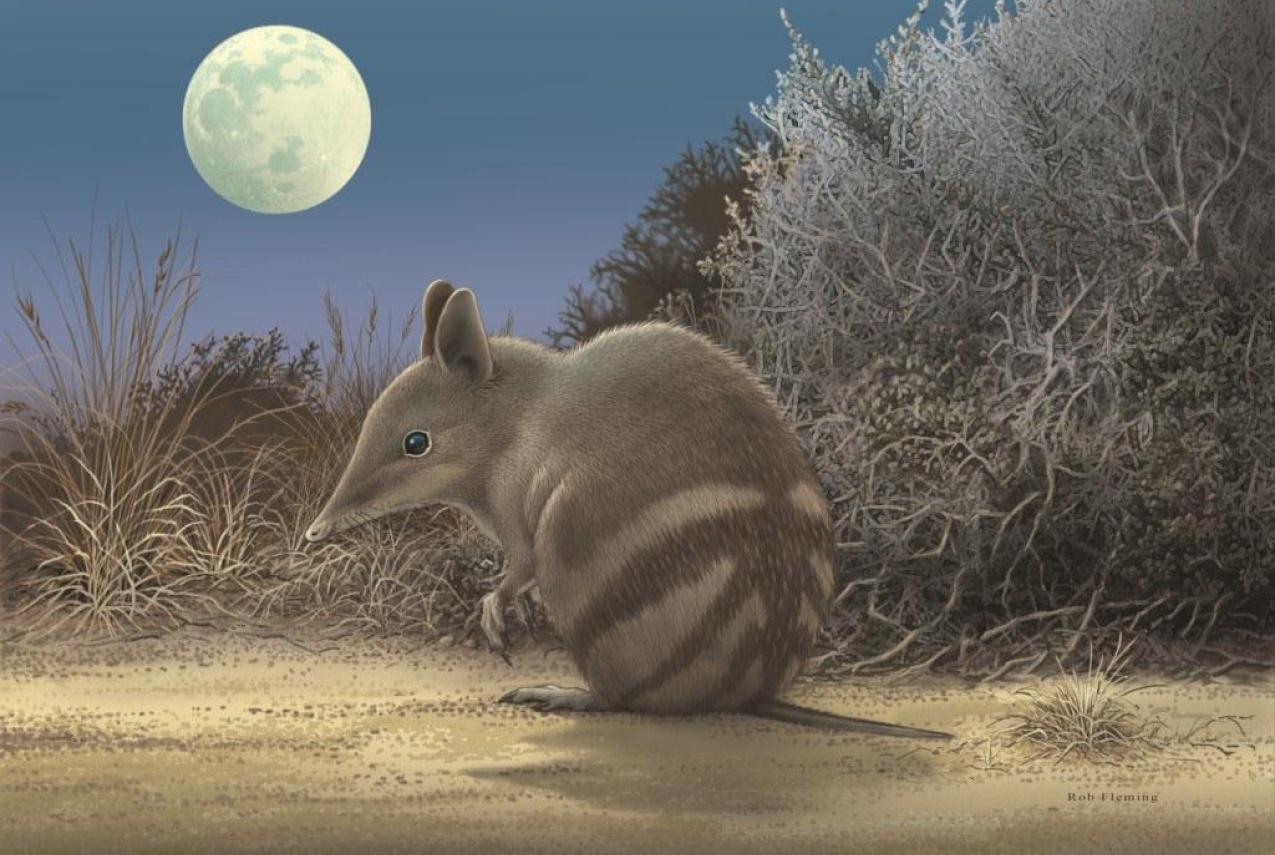 Artwork showing what the extinct Butterfly Bandicoot would have looked like.