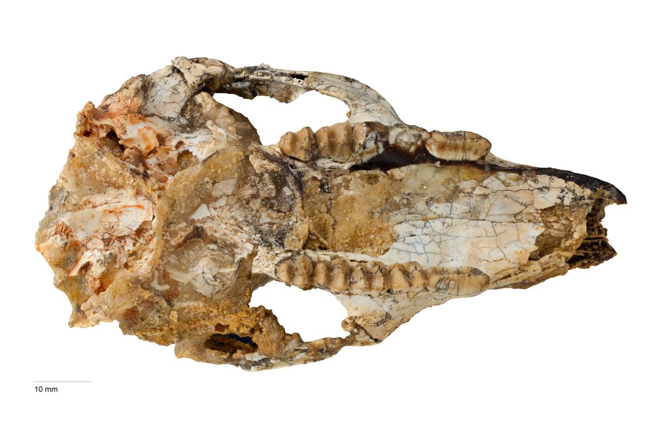 Skull of newly discovered Cookeroo hortusensis.