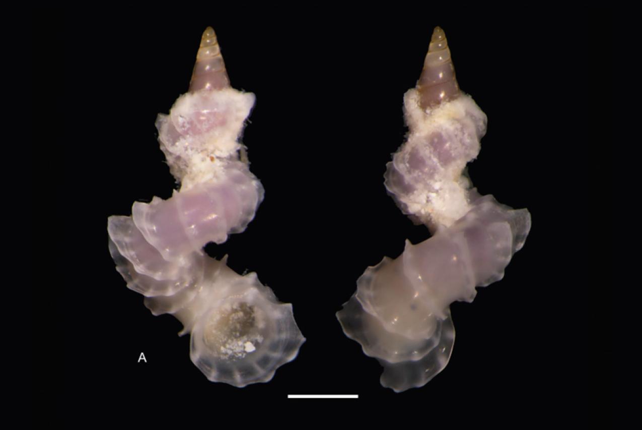 Cycloscala revoluta (1mm)