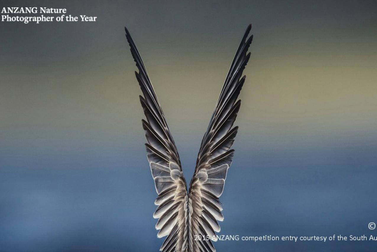 Overall winner 'Feathered Symmetry' by David Stowe