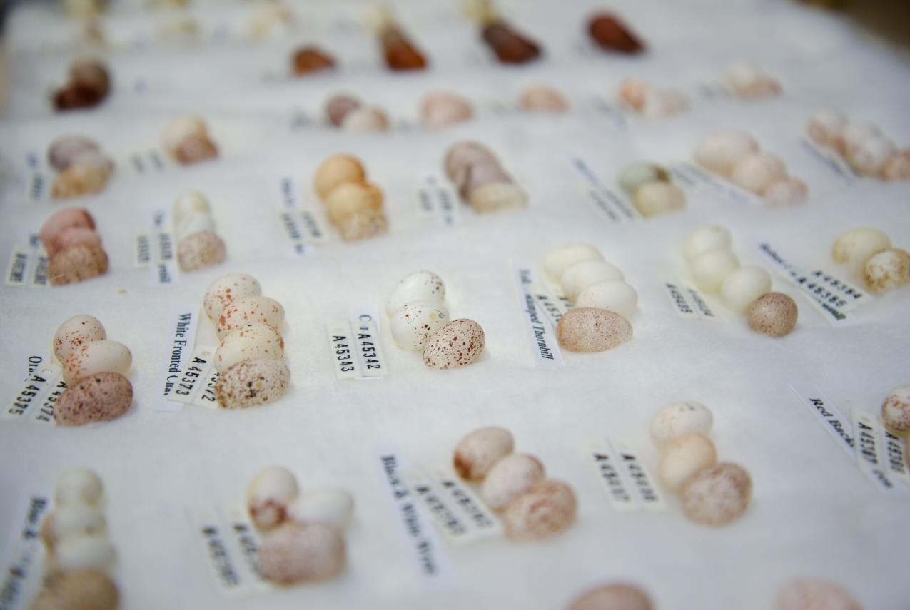 Eggs in the WA Museum Collection