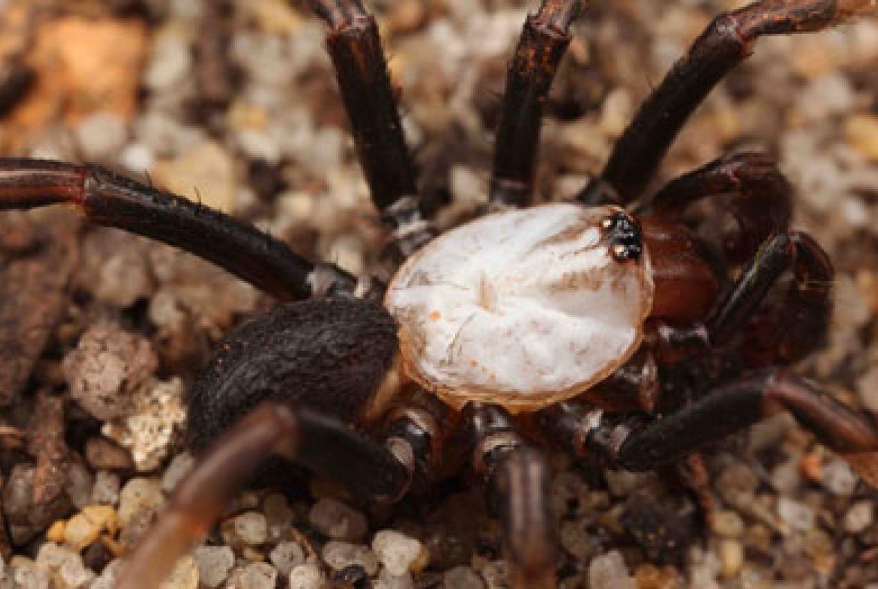 A large spider with a white abdomen crawling over the ground