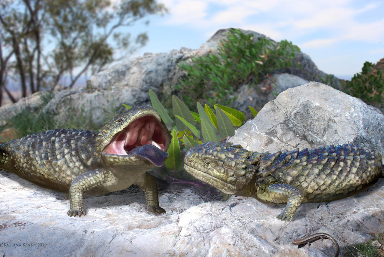 An artist impression of the Tiliqua frangens or 'Frangens’