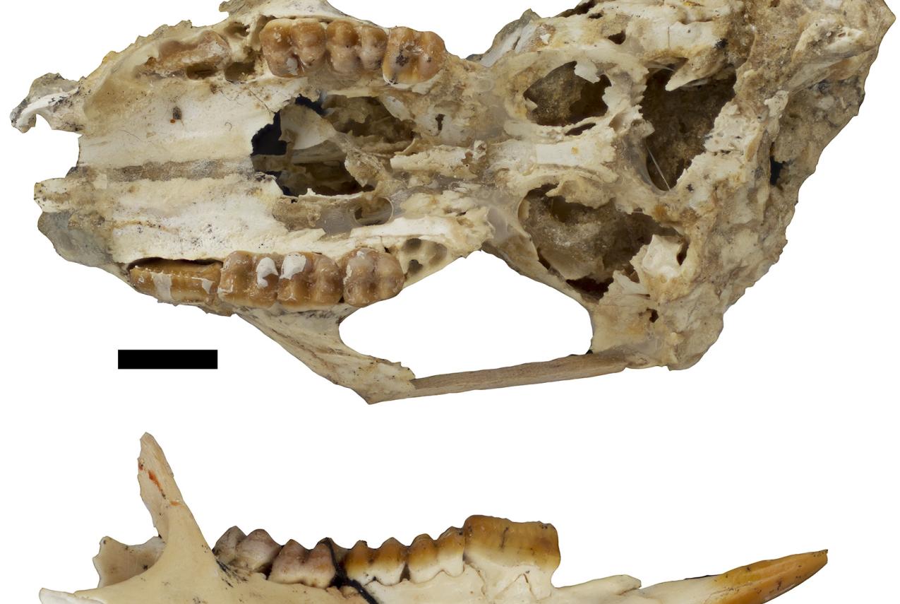 Fossil skull and jaw of the giant bettong, Gumardee springae. Scale = 1cm. Courtesy Dr Kenny Travouillon