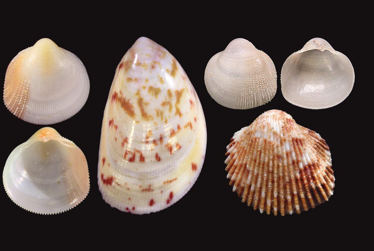 Four new cockle species (top and bottom on the far left: both sides of Pratulum occidentale; middle, larger speckled shell: Acrosterigma extremattenuatum; top-right: both sides of Microcardium scabrosum; bottom right: Ctenocardia pilbaraensis).