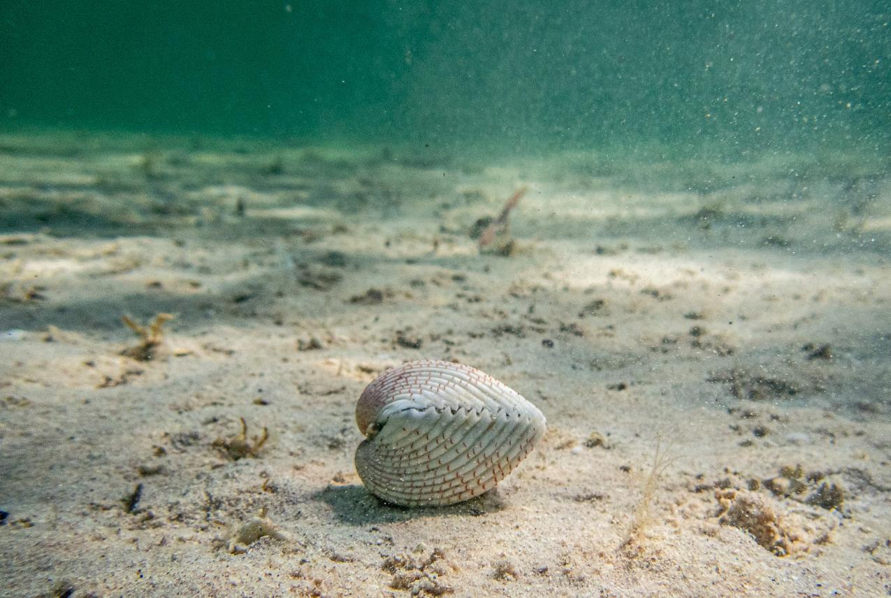 A Fragum Cockle (Bivalve) under the water at Shark Bay