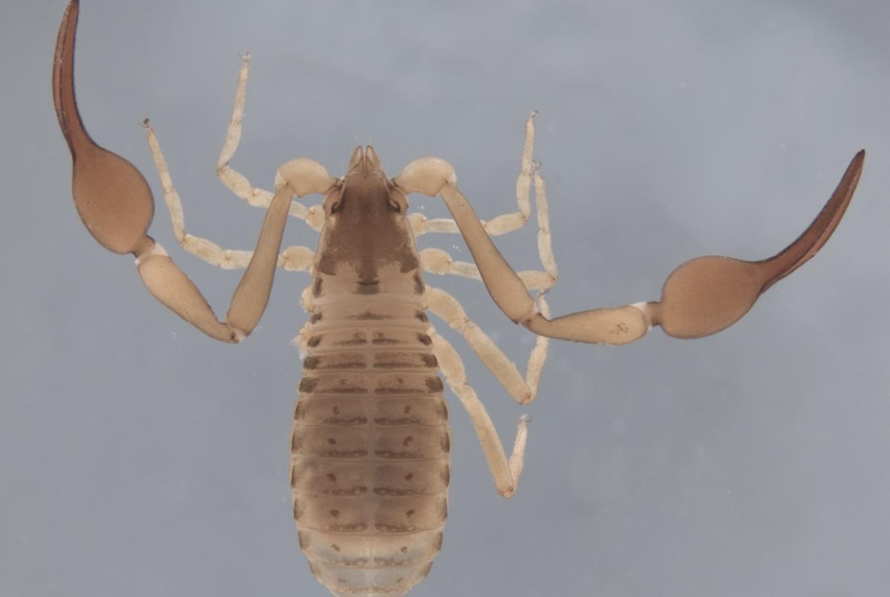 Garypus ranalliorum