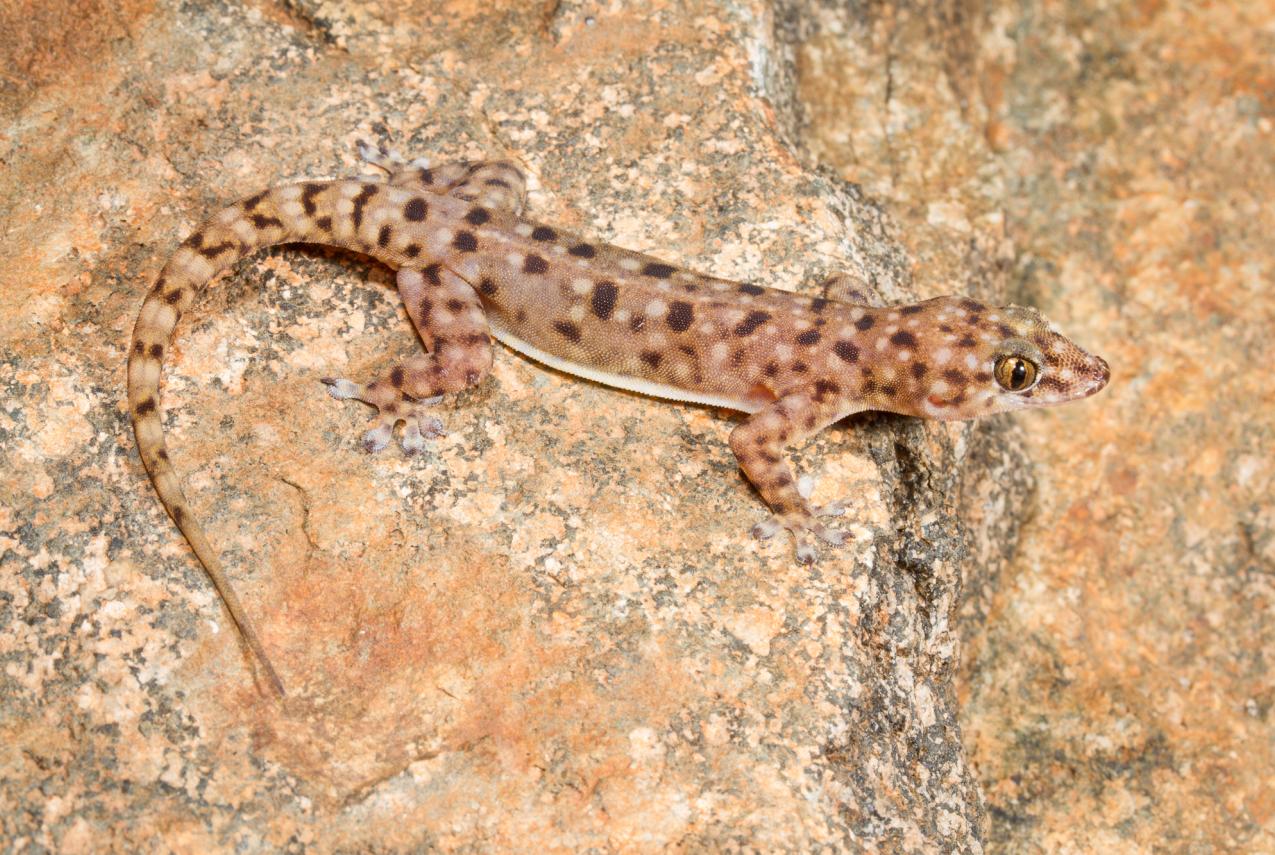 Gehyra pseudopunctata