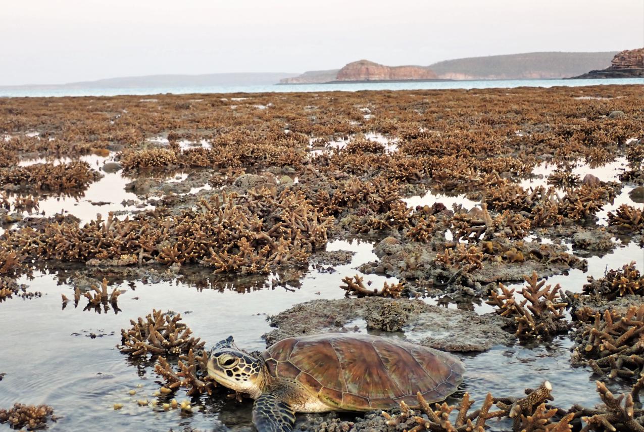A green turtle rests among coral at low tide in the Kimberley region
