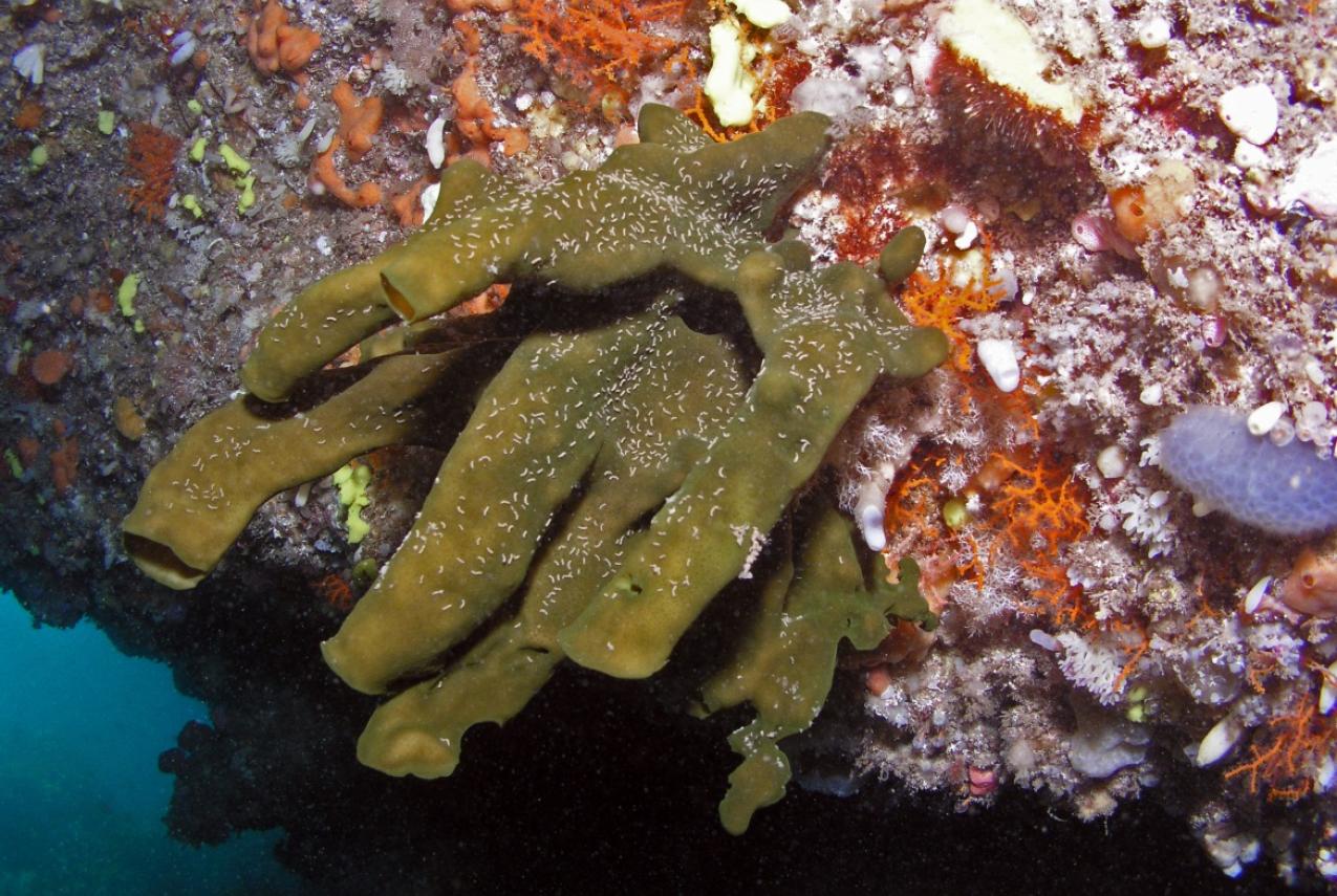 Image of the Haliclona durdong